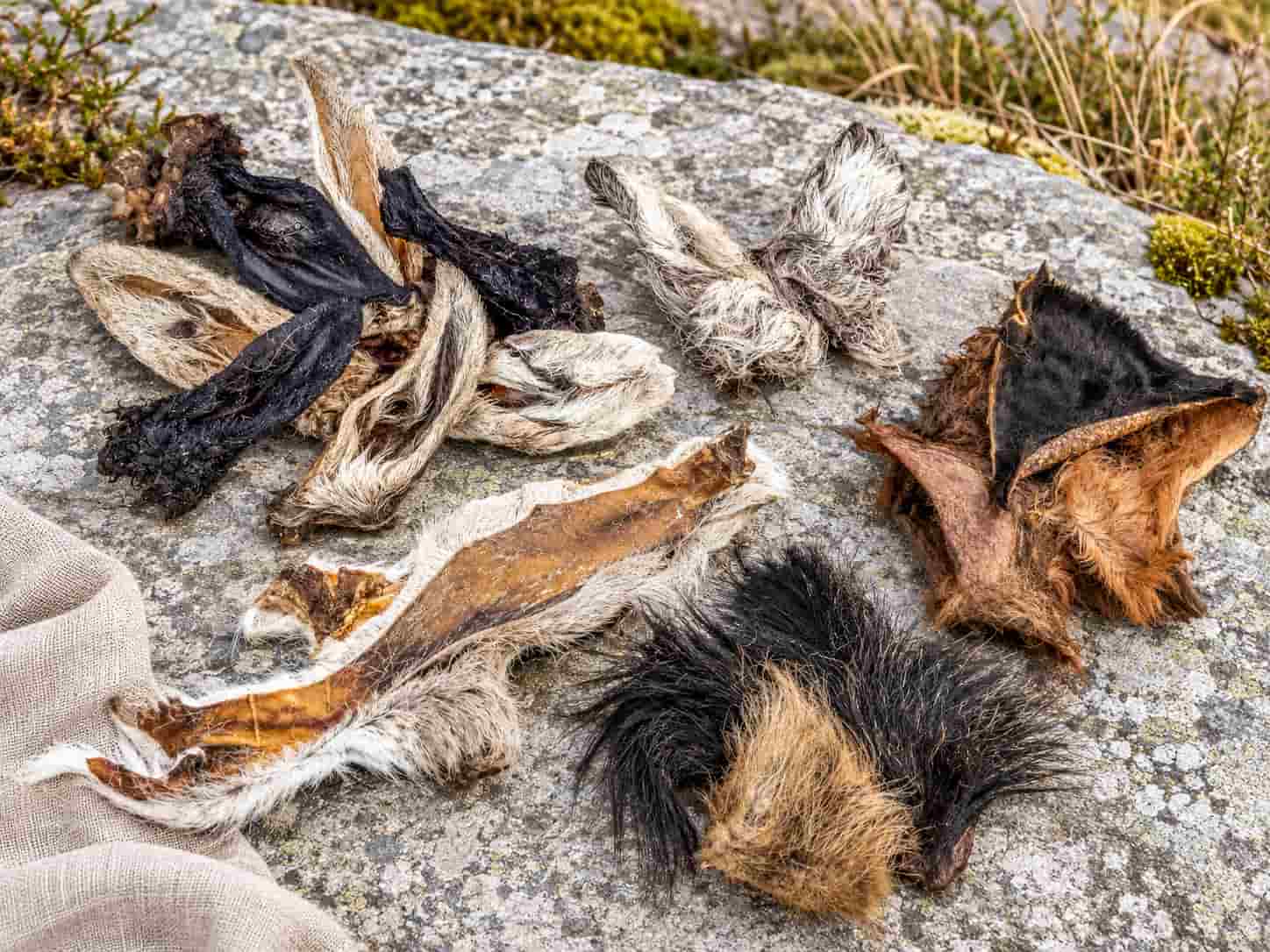 Hjortöra med päls